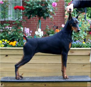 Logres' Butterfly Flip - by Ch. Trotyl de Black Shadow out of Logres' Brentina